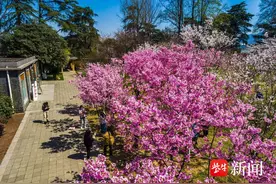 花花“视”界|南京最美赏樱季到了！中樱品种进入盛花期，如云似霞图片