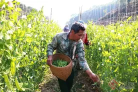 云南澜沧：特色产业“盘”得好 春天也成丰收季图片