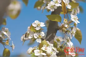 揭阳地都镇仙埔村：梨花十里如香云 邹堂梨脯助振兴图片