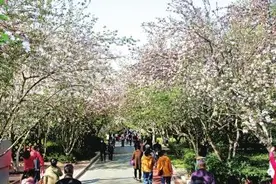 春季赏花看这里！海棠花、紫荆花、桃花……美炸了！图片