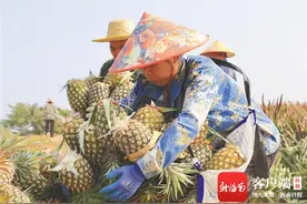 昌江十月田镇南岭村发展套袋凤梨 地里结出“金凤梨”图片