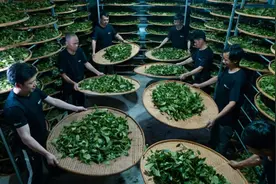 “考证热”席卷闽北茶圈！从爱茶人到茶人，可以考哪些证？图片