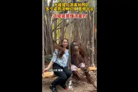 大猩猩与游客拍照多个姿势流畅切换，喜感十足，这猩猩是懂流量的图片