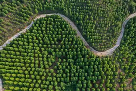 十年来，国家储备林建设为社会提供就业岗位超360万个图片