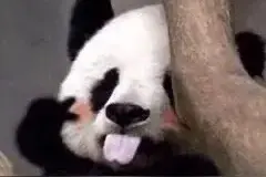 “大熊猫”消息冲上热搜！上海这些地方可以看到萌萌的大熊猫，乘公交直达图片