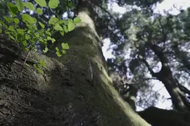 早至秦朝！古蜀道上的柏树最高树龄达2300年图片