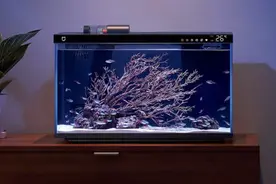 399元！小米首款智能鱼缸正式开售：半年免换水图片