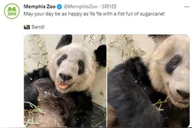 “丫丫”何时归？在美华人接力守护“丫丫” ！图片