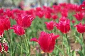 【发现春之美】江苏南京：玄武湖公园郁金香花团锦簇  满目绚烂图片