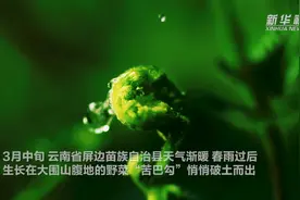 春日限定美食：云南屏边野菜“苦巴勾”上市图片