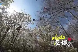 百花竞放 穿越机带你漫步玉兰大道图片