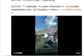 旅居俄罗斯的两只熊猫增重40斤并逐渐“俄”化，拉水桶“狂飙”、雪地里摸爬滚打，网友：美国人能不能跟人学学图片