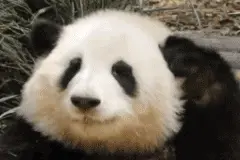 动物表情包，当代发疯网友最好的安慰剂图片