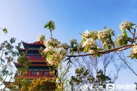 组图丨花香满径！济宁凤凰台植物公园换“春装”图片