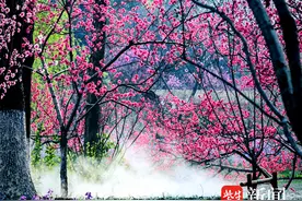 本周六常州市民相约圩墩遗址公园桃花节图片