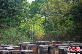 海口荔枝花飘香 吸引“追花人”追花逐蜜图片