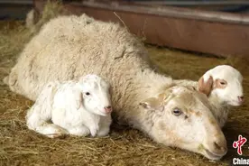 呼伦贝尔草原迎来“咩咩”季：牧区预计大小畜产仔224万头（只）图片