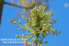 见过牛油果花吗？来云南孟连万亩种植基地看看图片