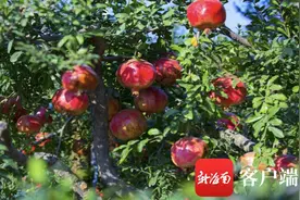 三亚新引进9种“新奇特优”热带果树品种图片