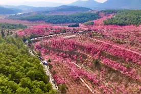 有一种叫云南的生活｜曲靖最大樱花树群！马龙樱花谷花开正盛图片