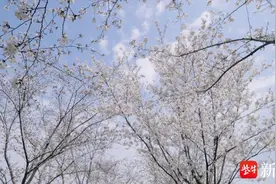 南京“鲜花大道”浪漫上线，城市处处是风景图片