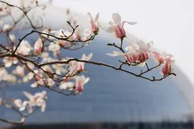 国家大剧院玉兰枝头，长出了“萌萌的小鸟”！图片