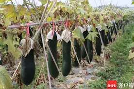 海南昌江这个村人人争当冬瓜种植专家，有的已是百万元户图片