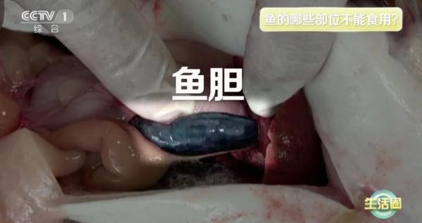 鱼含有胶原蛋白吗 2026年鱼含有胶原蛋白吗