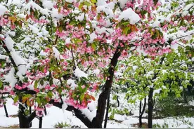 河南多地出现3月桃花雪图片