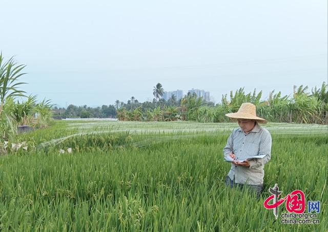 像候鸟一样“迁徙”信阳水稻育种专家千里逐稻香