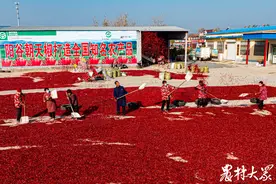 从“地标”到品牌，阳谷朝天椒实现“爆发性”成长图片