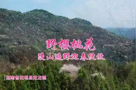 组图丨花垣：野樱桃花开满山谷图片