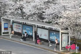 武汉：公交车站周边樱花绽放 市民游客前来赏花拍照图片