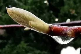 春之韵｜春雨催春芽（诗词十一首）图片