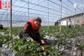 视频│这里的草莓，连外国友人都点赞图片