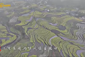 春天里的陕西丨汉阴凤堰古梯田：凤凰山雪抚山顶 油菜花开香正浓图片
