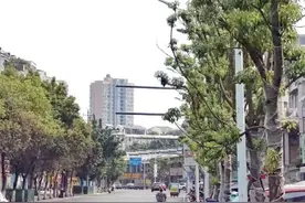 月季长占四时春 香樟亭亭扮旌城图片