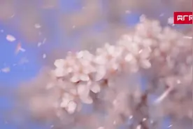 【春日里的中国】安徽长丰：樱花烂漫  乐享春光图片