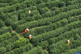 苏州洞庭山：碧螺春茶迎来采摘期图片