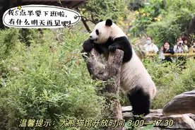 顶流魅力太大！广州动物园：客流密集区域实行单向通行、分批次限时参观图片