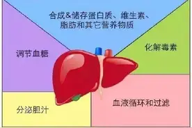 一起了解肝脏的生理功能图片