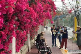 二十四节气之美｜今日，春分图片