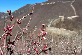 慕田峪长城迎来山花节，3月底长城两侧将山花烂漫图片