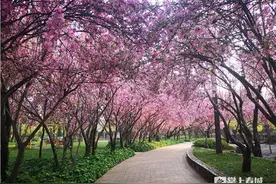赏花从速！昆明这两处的海棠花海绝美图片