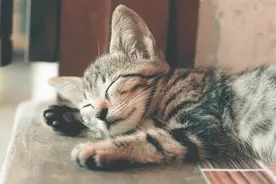 夜间多梦睡眠差，究竟哪里出了问题？图片