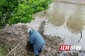南县三仙湖镇：巡查清理地笼网 呵护美丽水生态图片