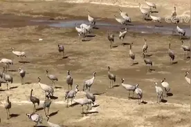 内蒙古多地水库湿地迎大批候鸟 万鸟翔集 和谐美丽图片