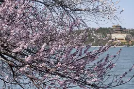花粉过敏“元凶”多是树草 外出需看天防护图片