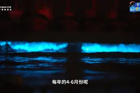 绝美“蓝眼泪”冲上热搜，网友：有毒吗？图片