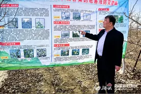 库尔勒香梨种植遇新难题？专家跟到田间来答疑图片